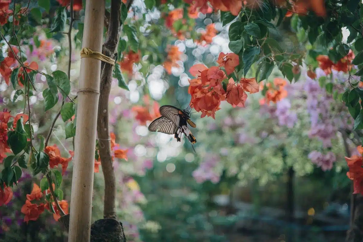 jardin  faune