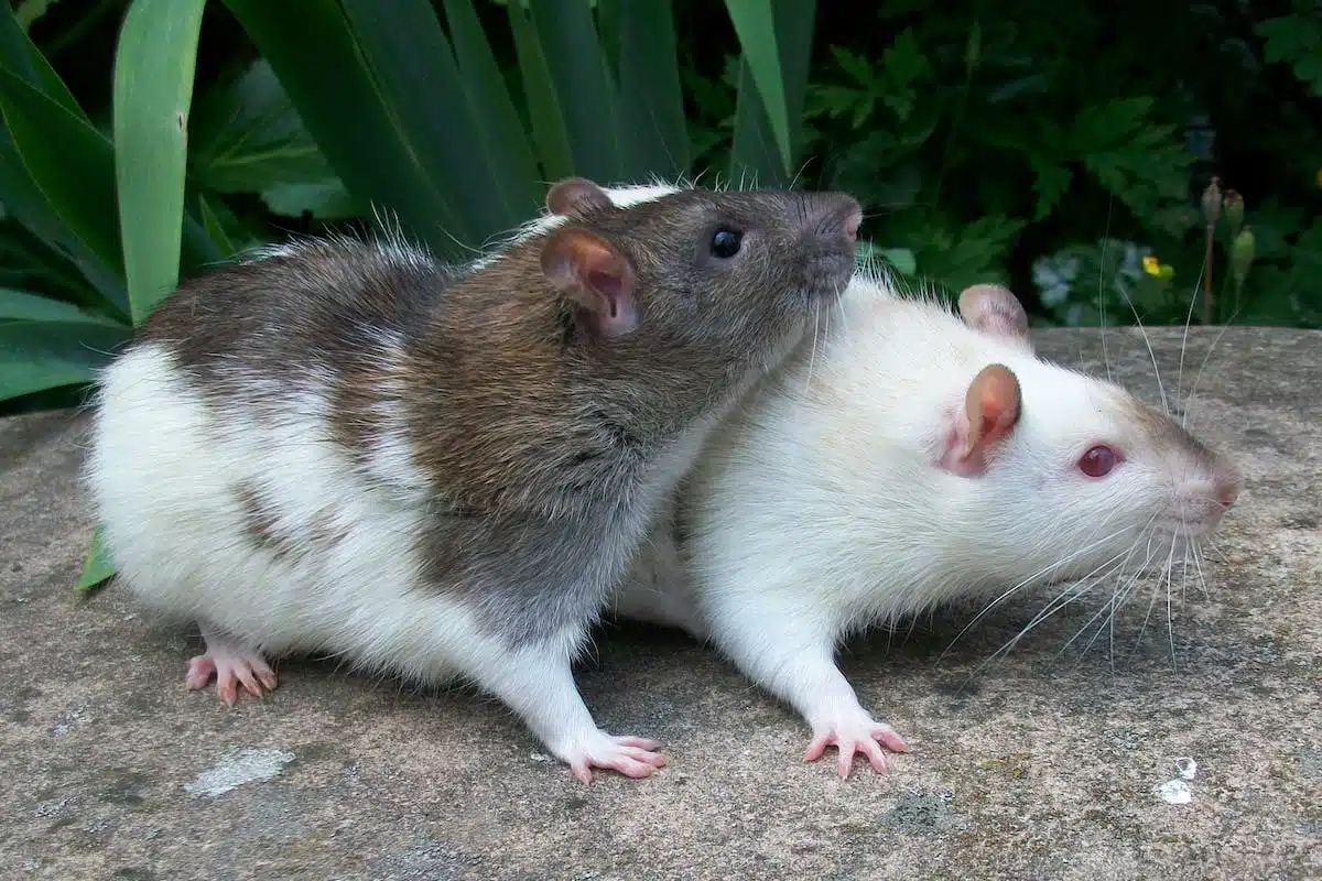 souris  poison