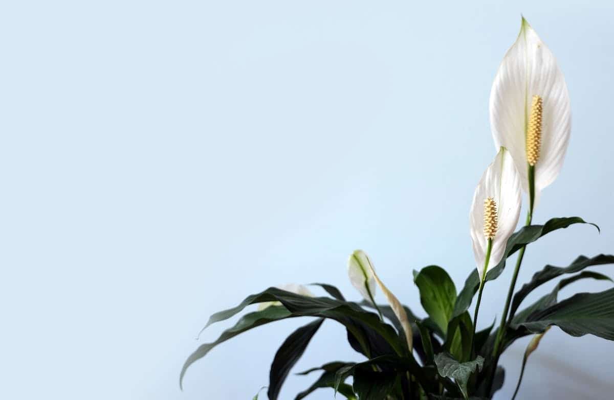 plantes purificatrices