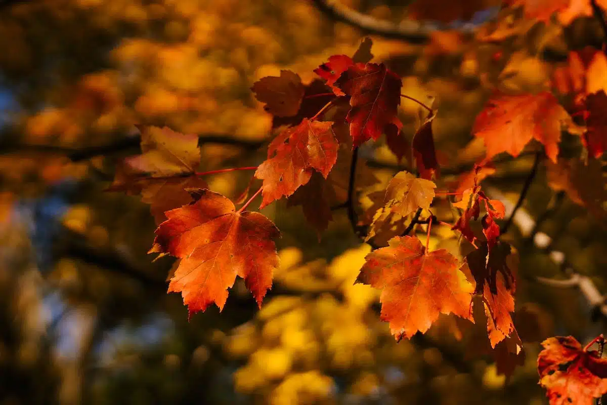 jardin automne