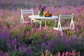 Table et chaises décorées dans un champ de lavande