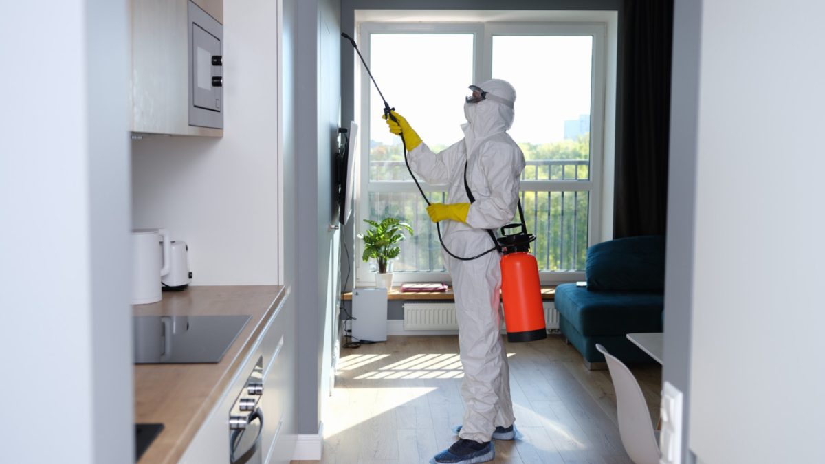 Rats, frelons asiatiques, punaises de lit : quels nuisibles menacent les logements savoyards ?